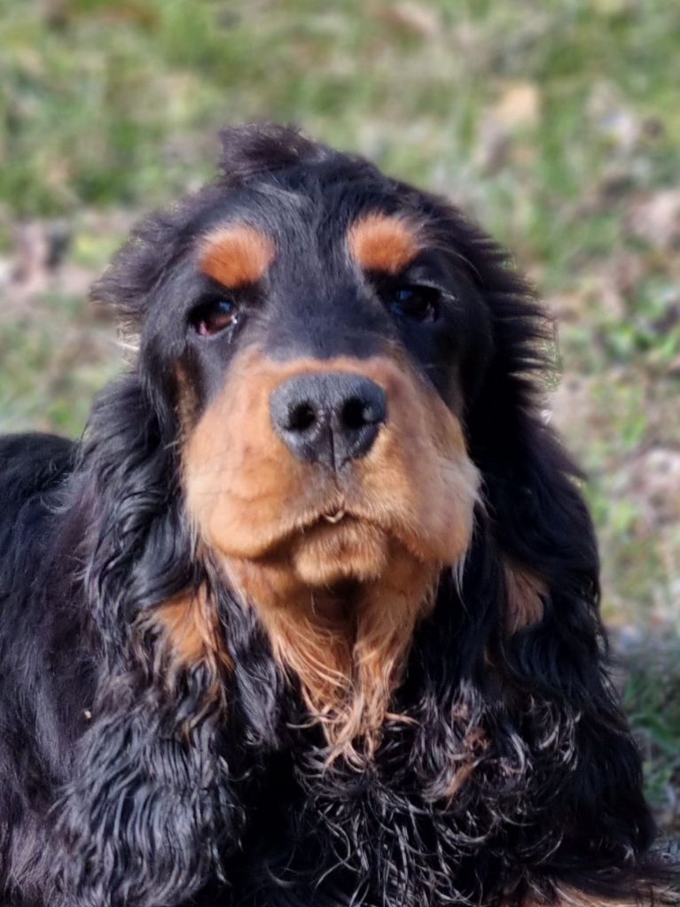 Les Cocker Spaniel Anglais de l'affixe Des Merveilles D'Attila