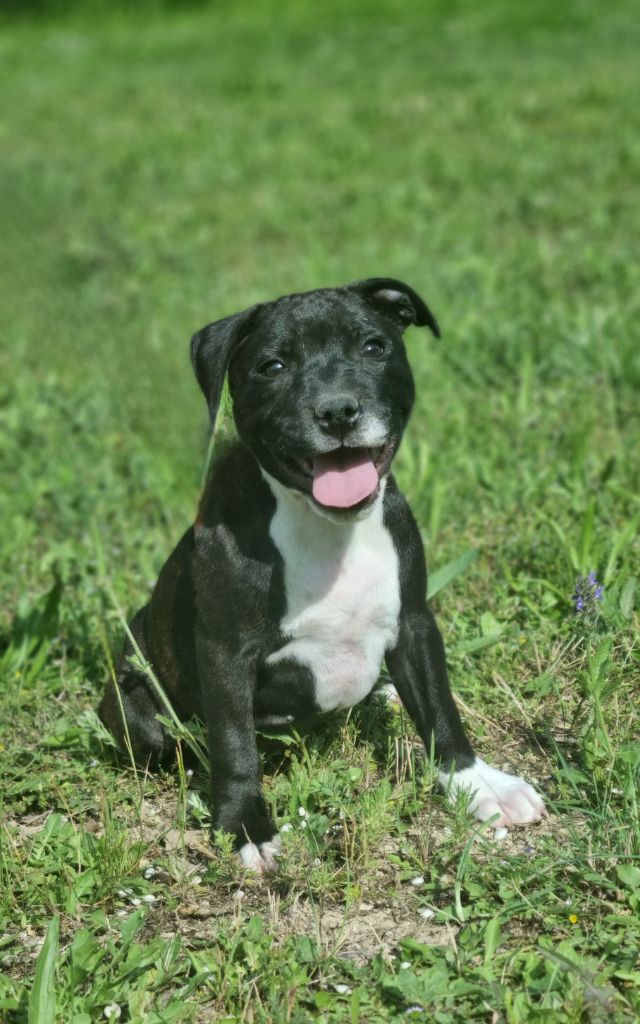 Les Staffordshire Bull Terrier de l'affixe Des Merveilles D'Attila